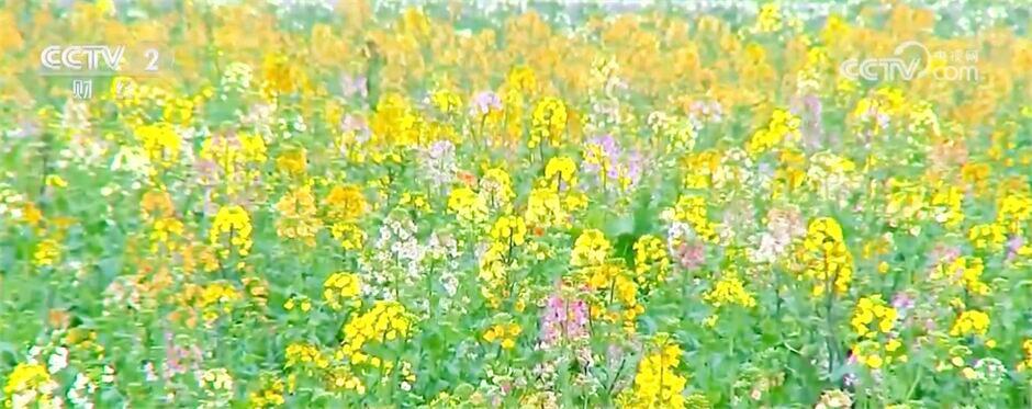 从新消费到赏花经济、从人潮汹涌到特色产业 中国经济“百花齐放”活力十足